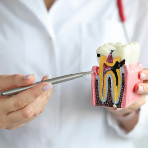 Imagem dentista segurando dente artificial